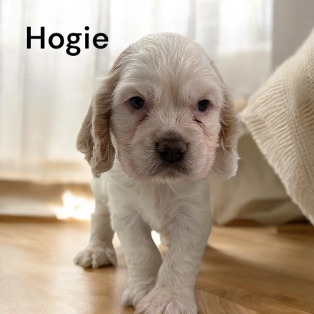 puppy, for, sale, Cocker Spaniel, Joe & Cherri  Overlease, dog, breeder, Miller, MO, dog-breeder, puppy-for-sale, forsale, nearby, find, puppyfind, locator, puppylocator, aca